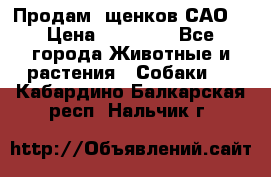 Продам ,щенков САО. › Цена ­ 30 000 - Все города Животные и растения » Собаки   . Кабардино-Балкарская респ.,Нальчик г.